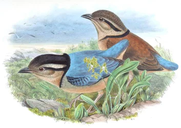 Pitta caerulea = Hydrornis caeruleus